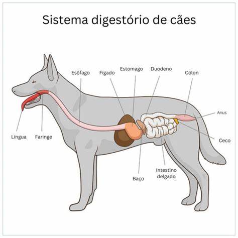 Gastrointestinal