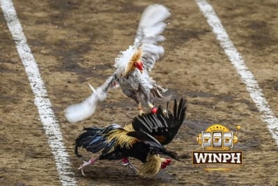 Top 7 Reasons Why Online Cockfighting WINPH Dominates the Betting Scene
