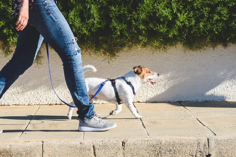 Dog Walking 30 minutes £12/1 hour £15