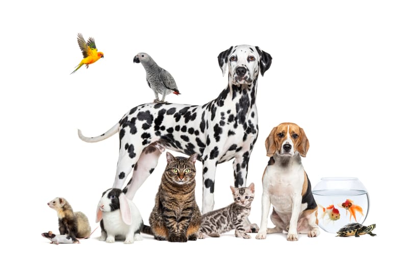 Pet Drop-In Visits 30 min £12/1 hour £15