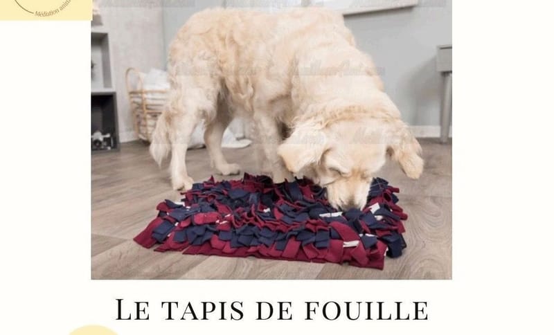 Quelques fiches d’activités