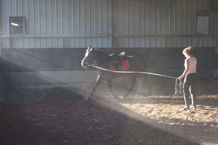 Travail du cheval