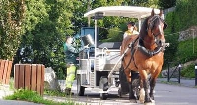 Collectes (sapins de Noël, déchets, compost...)