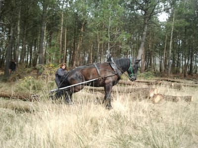 Entretien espaces verts