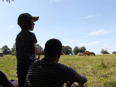 Ateliers découverte cheval / attelage