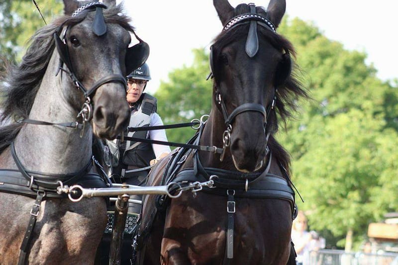 Formations, titres et diplômes