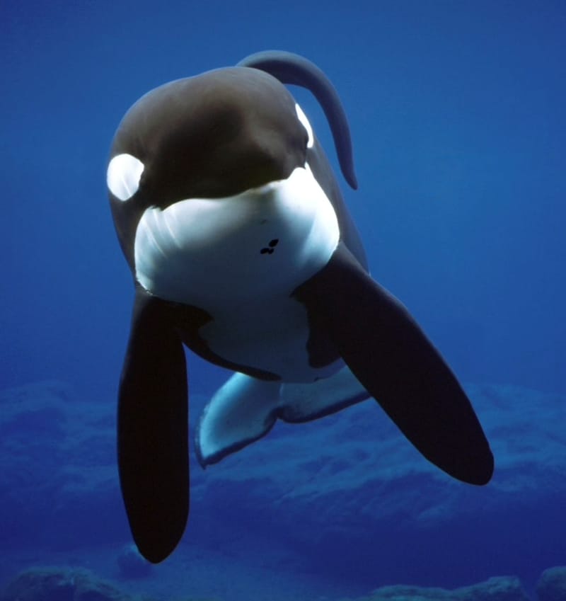 HBO y Raw están en producción de una serie documental sobre la liberación épica de una famosa ballena