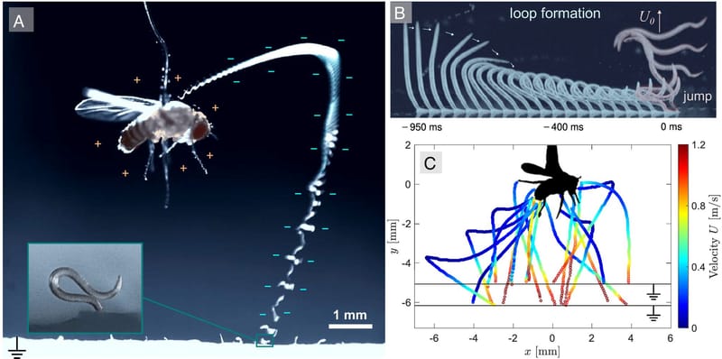Científicos descubren una estrategia electrostática en nematodos parásitos