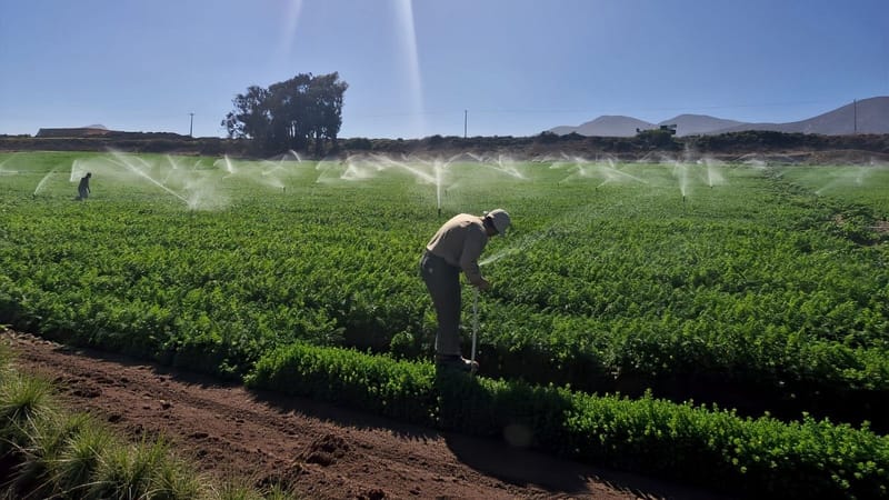 Hortalizas de ciclo corto: el riego eficiente se vuelve clave en verano para no perder la temporada