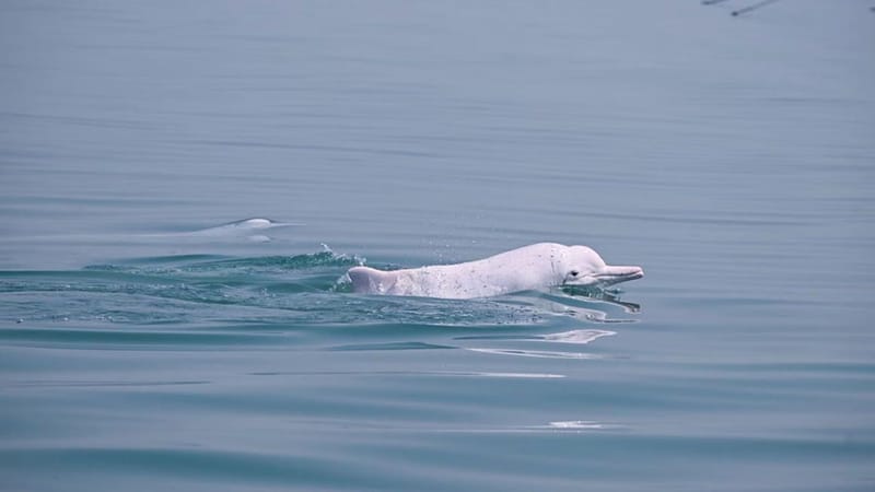 Huawei aplica Inteligencia Artificial para preservar los delfines blancos