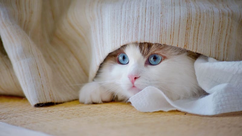 ¿Cómo explicarle un gato a quien no necesita mirarlo?