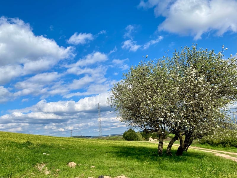 La respiración de la Tierra: ¿Cómo sentir los ciclos de la naturaleza sin mirarla?