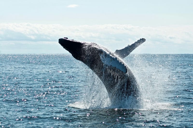 Día Mundial de las Ballenas y los Delfines: ONG piden reforzar la protección de los mamíferos marinos