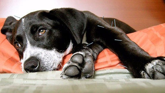 Acupuntura em Pets