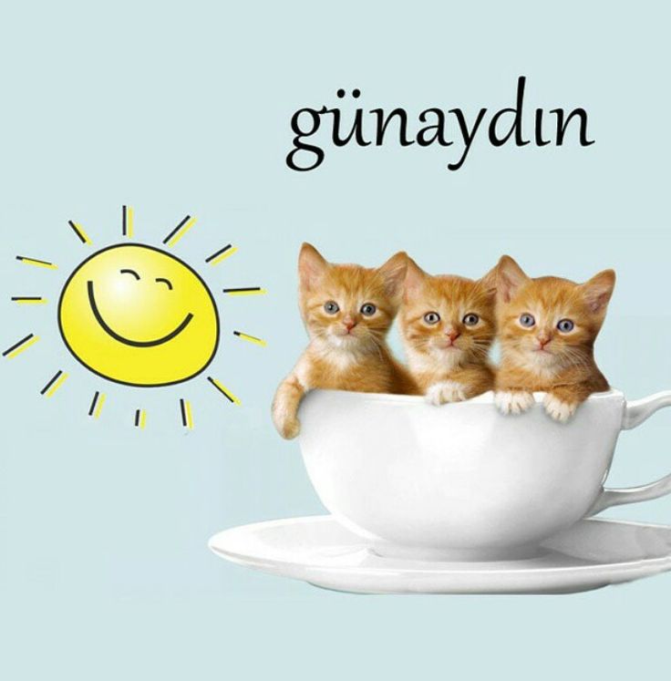 KEDİ ÜRÜNLERİ