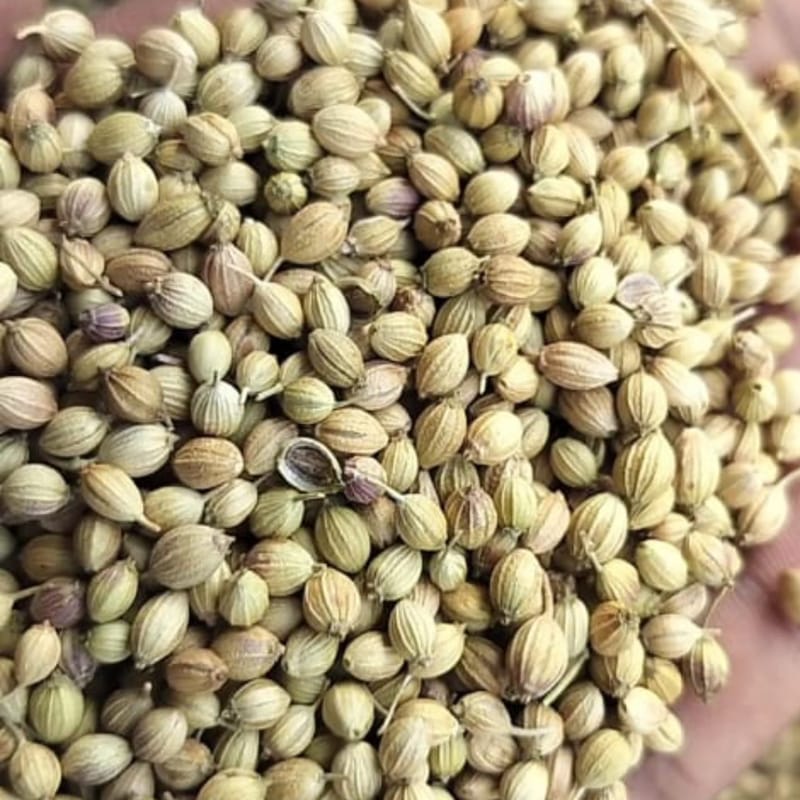 CORINDER SEEDS