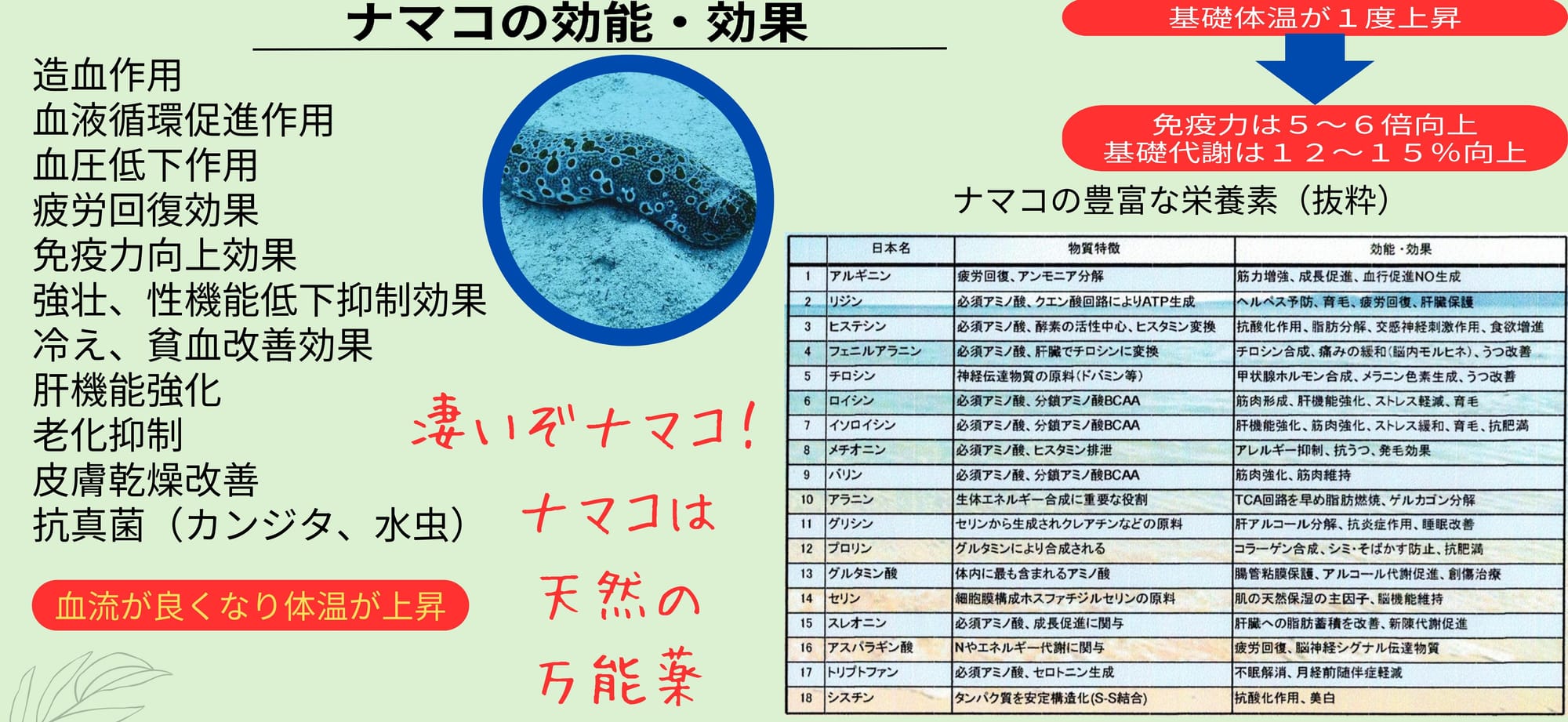 ナマコの効能・効果