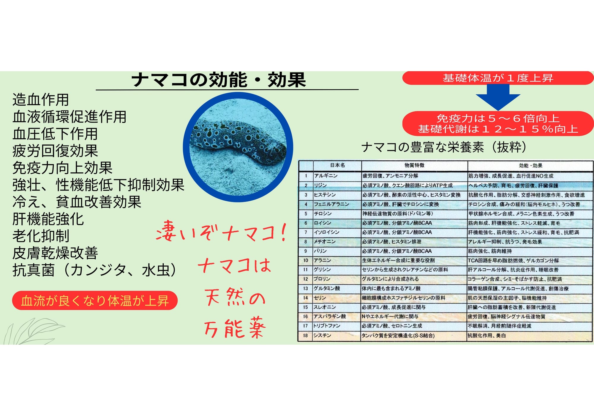 ナマコの効能・効果