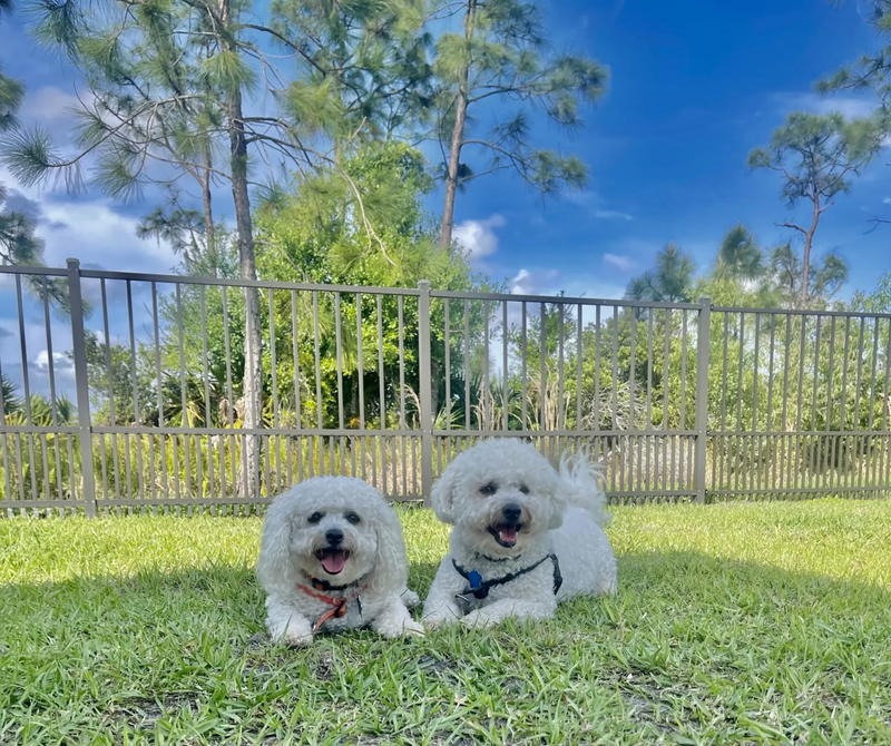 Dog Park