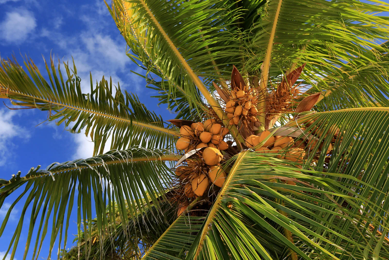 Florida Living: Plants