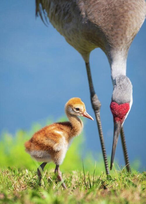 Florida Living: Wildlife