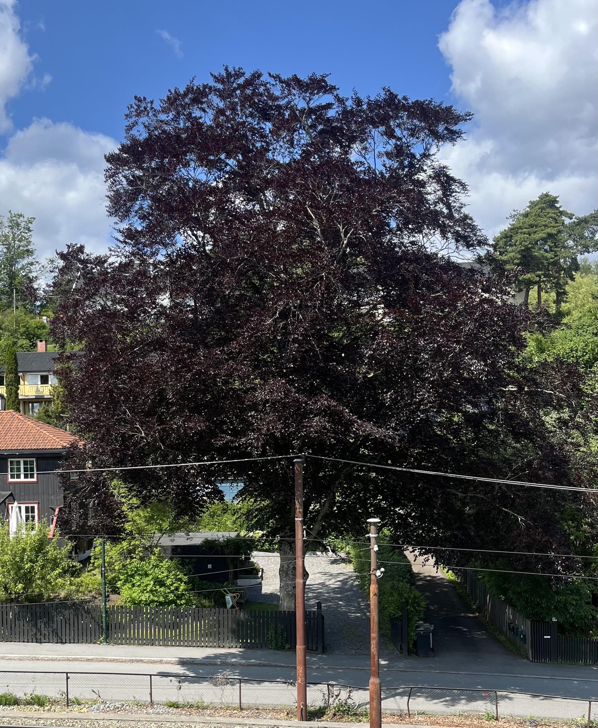 Blodbøk i St.Edmundsvei