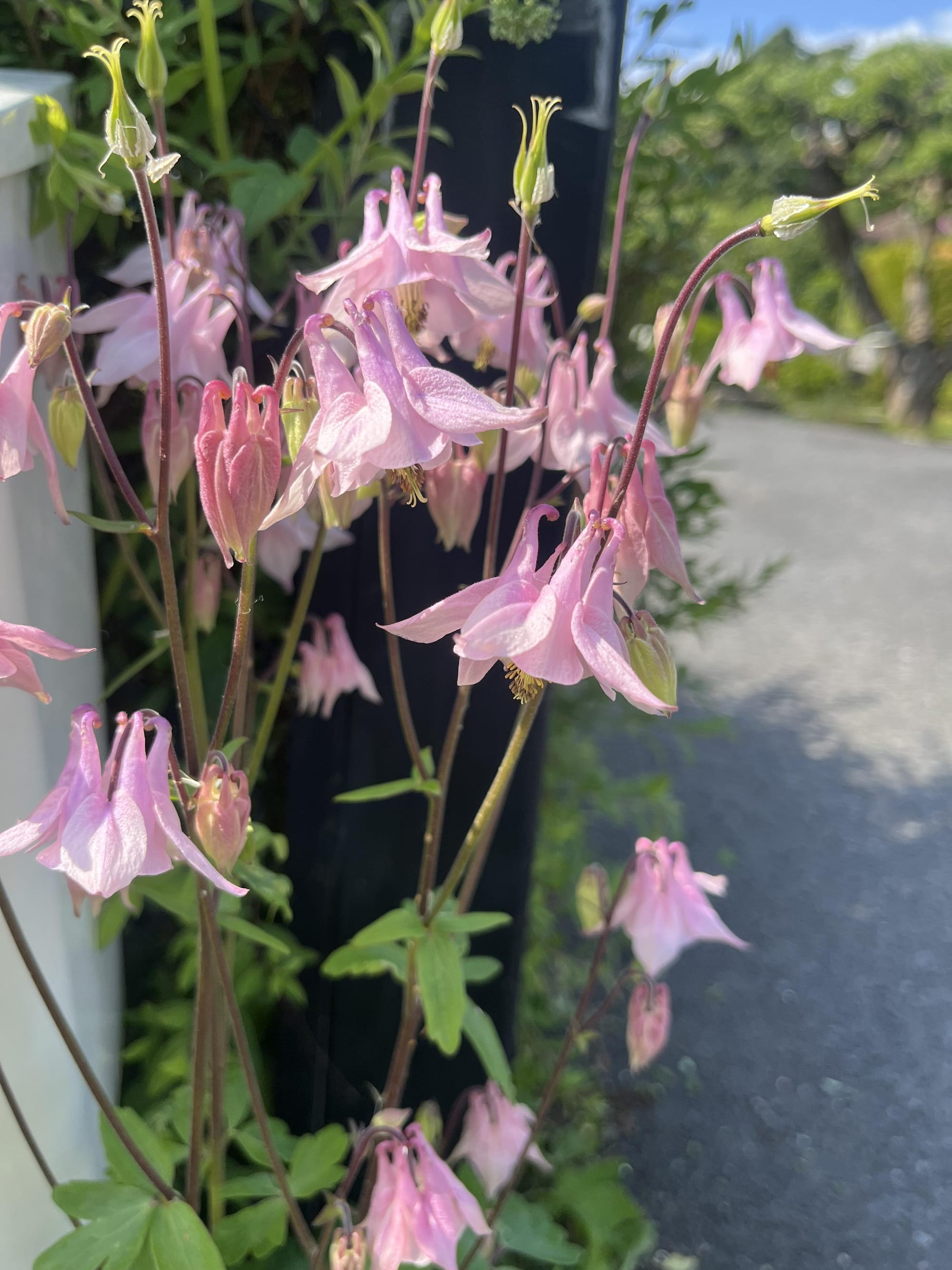 Akeleie - Rosa