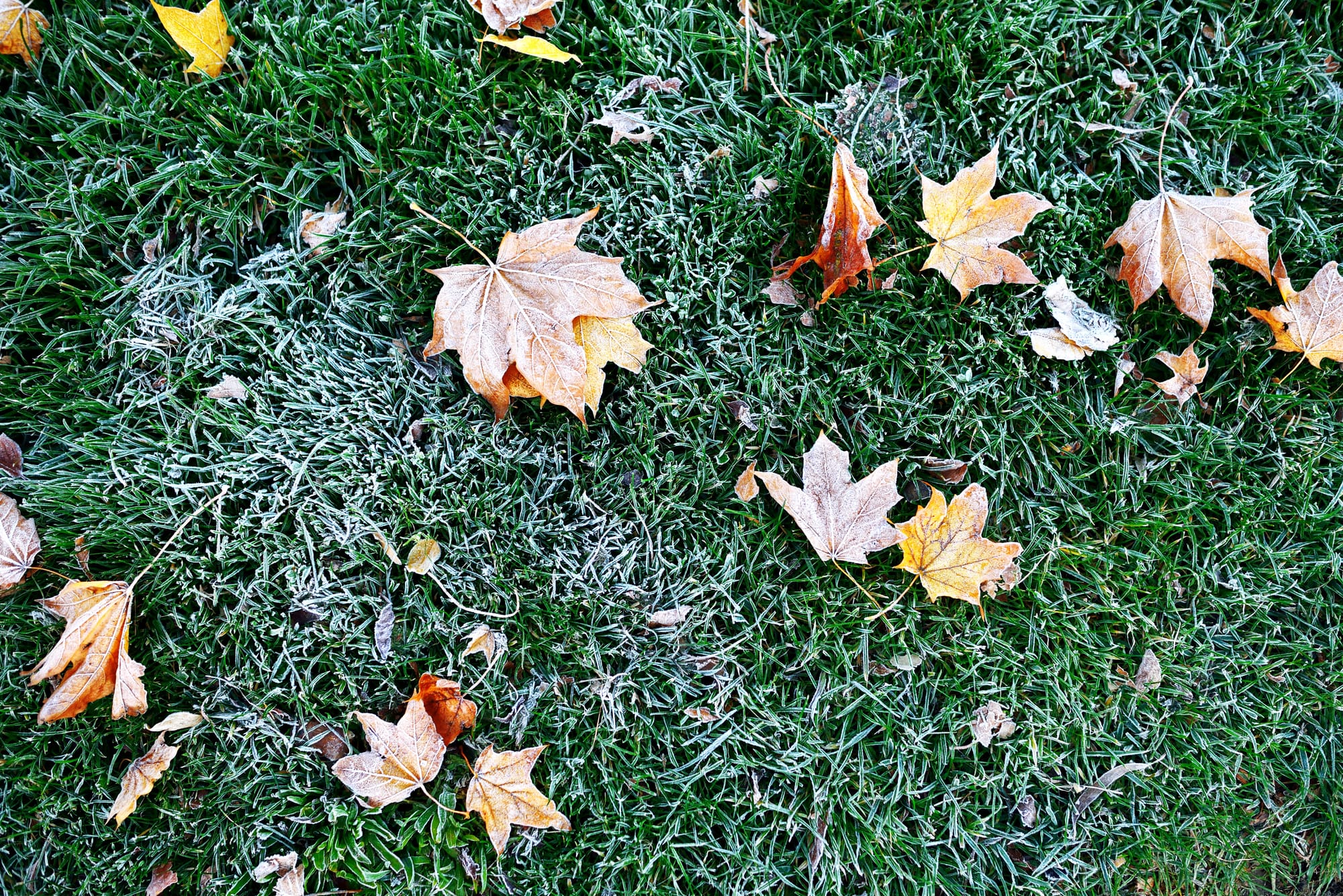 Winter Lawn Tips