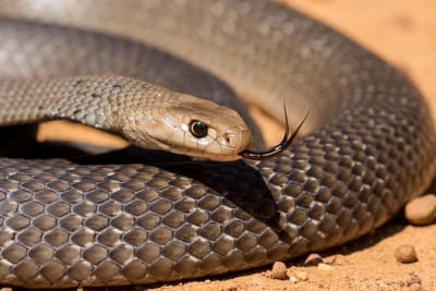Snake prevention in Sunraysia