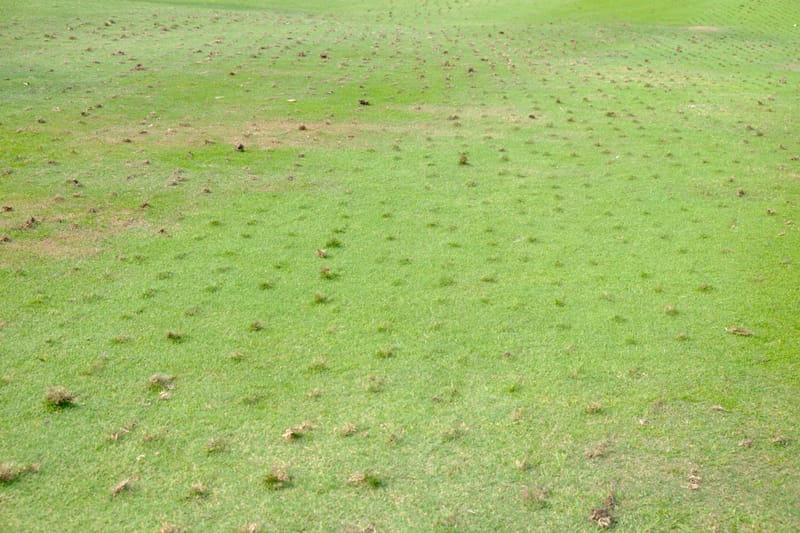 Lawn Aeration/Coring