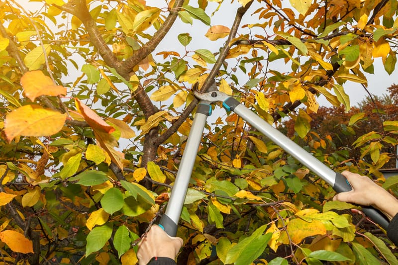 Pruning