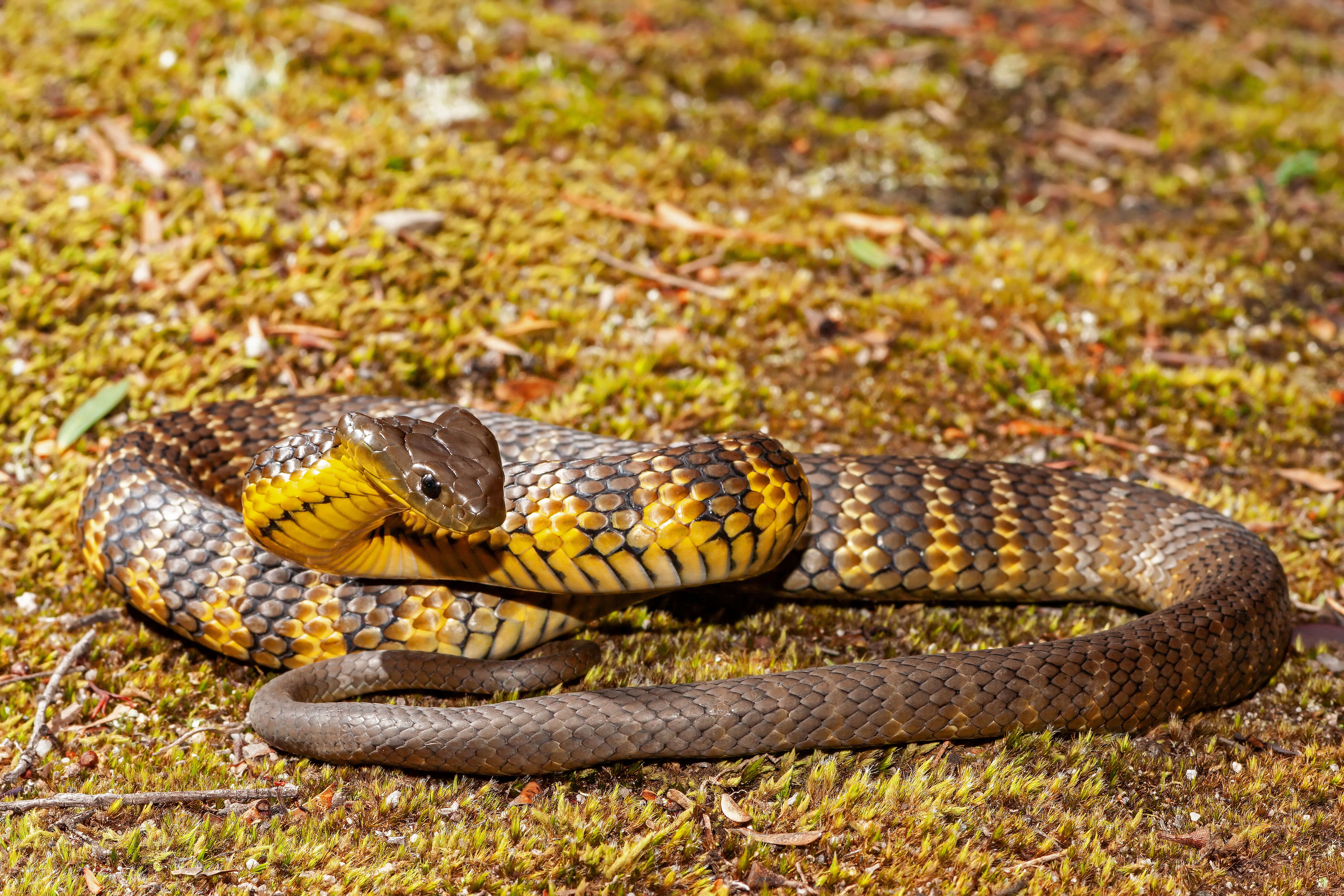 Tiger snake