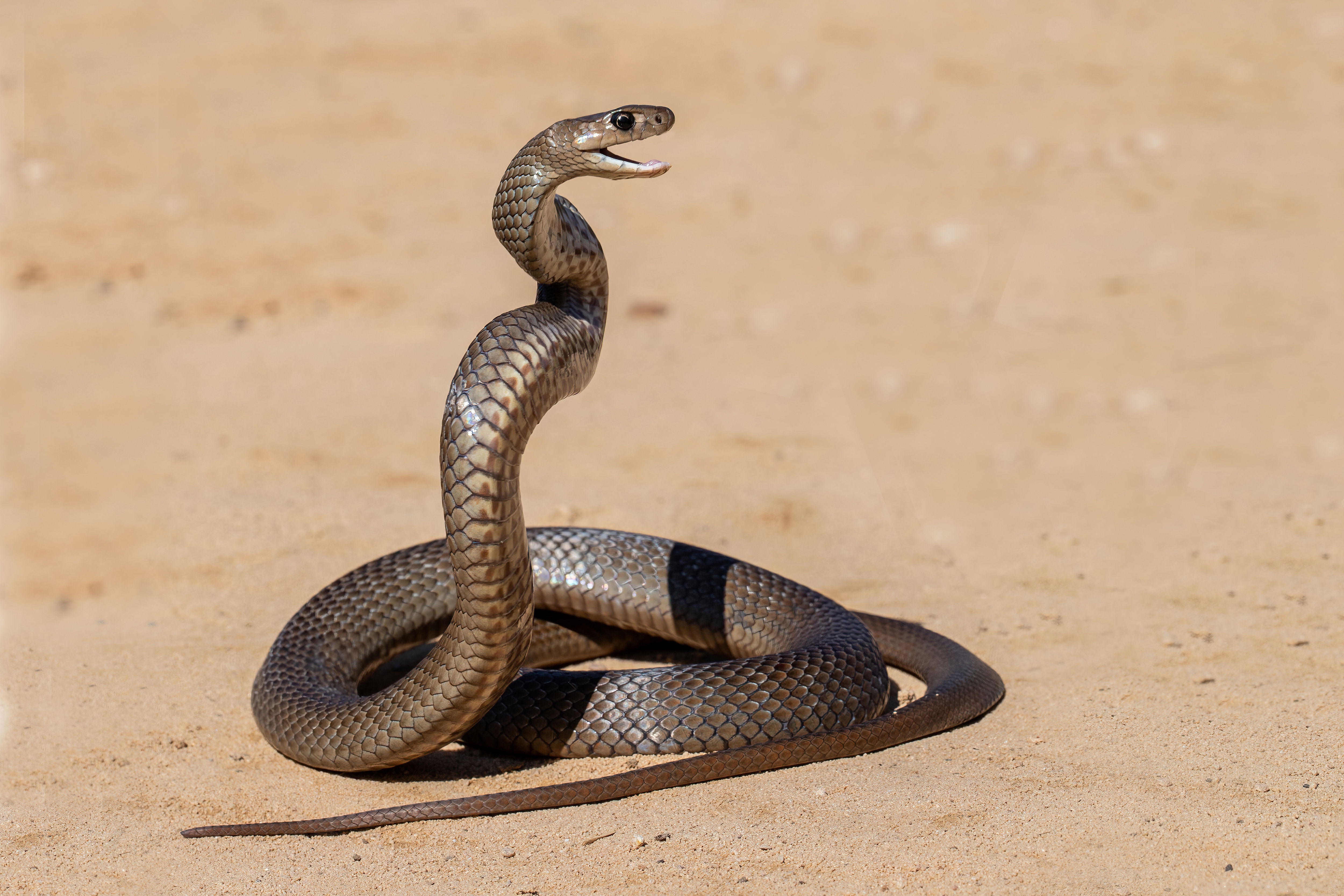 Brown snake