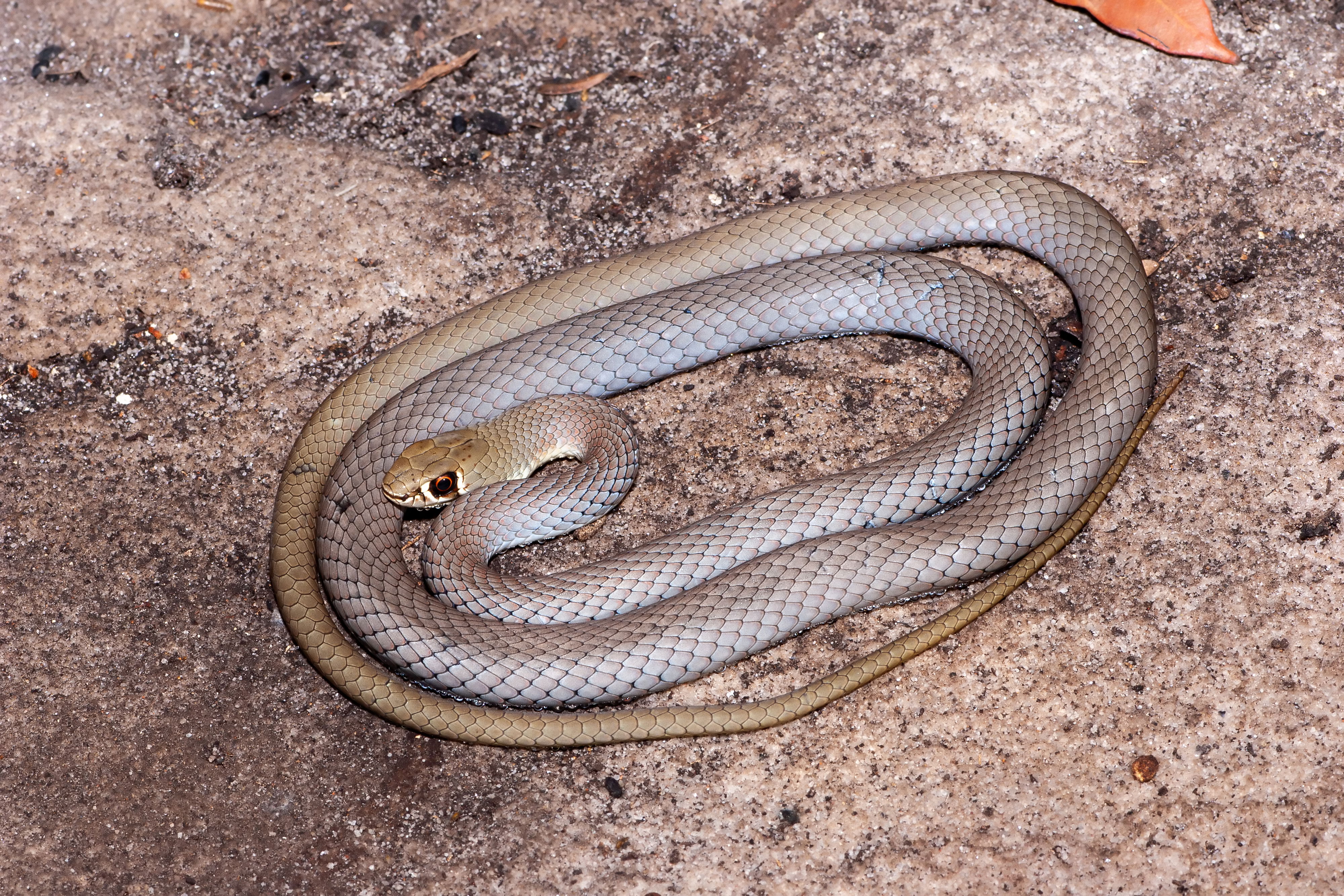 Yellow-faced Whip Snake