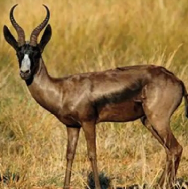 Black Springbuck