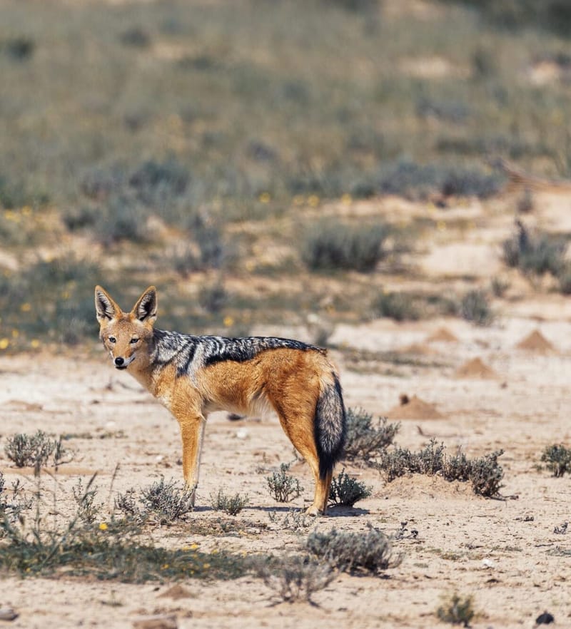 Black-Backed Jackal