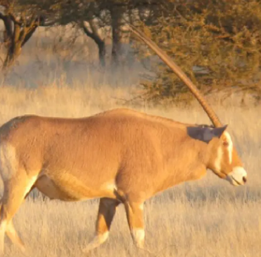 Golden Oryx / Gemsbuck