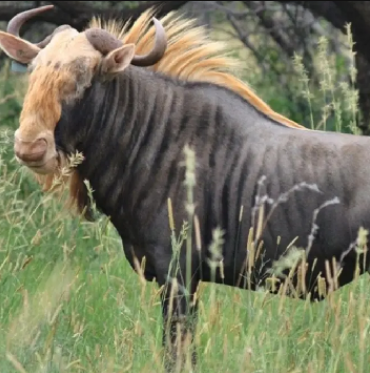 King Wildebeest