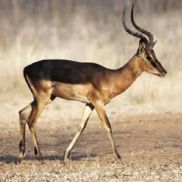 Saddleback Impala