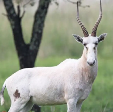 White Blesbuck