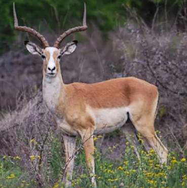 Whiteflank Impala