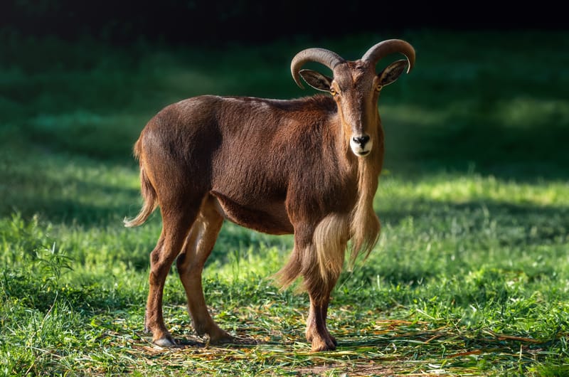 Barbary Sheep