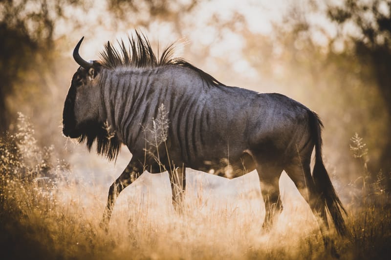 Black Wildebeest