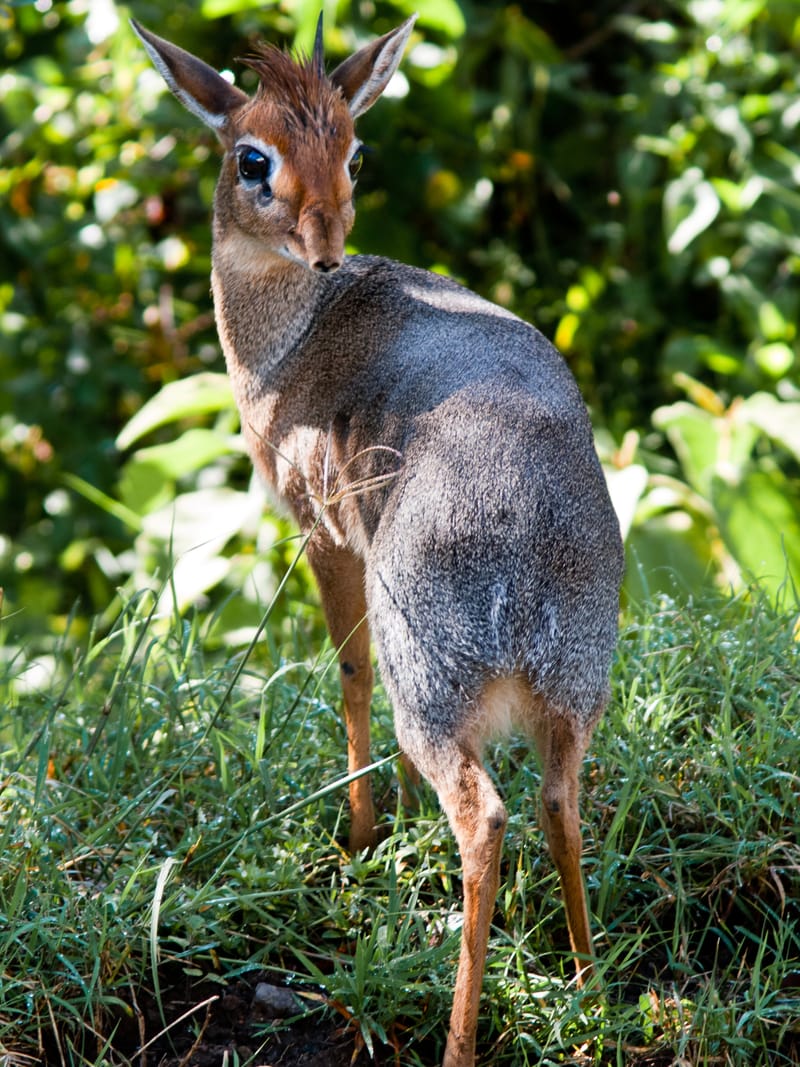 Blue Duiker