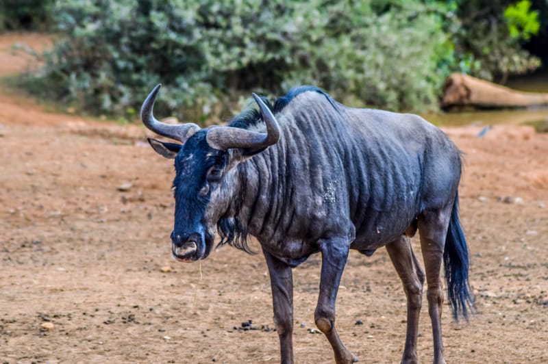 Blue Wildebeest