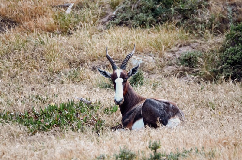 Bontebok
