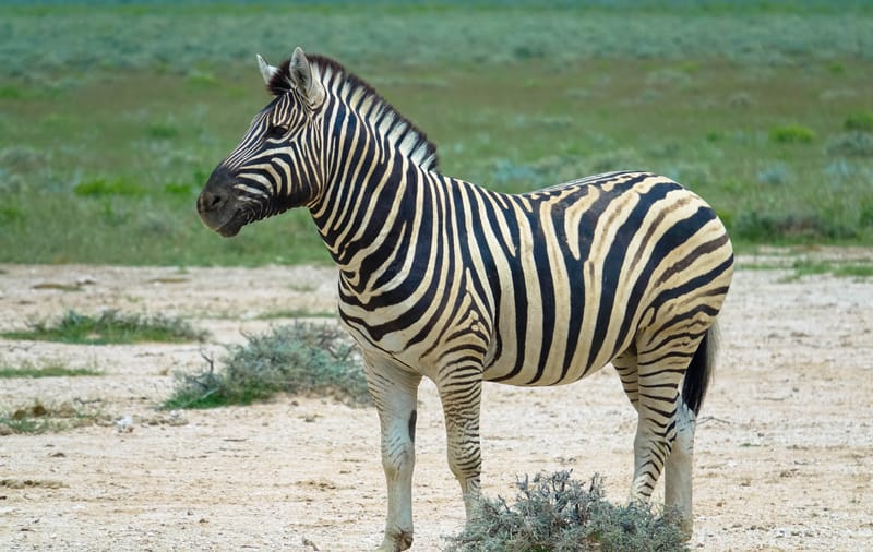 Burchell's Zebra