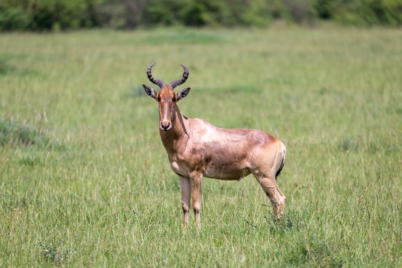 Cape / Red Hartebeest