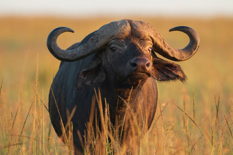 Cape Buffalo Bull