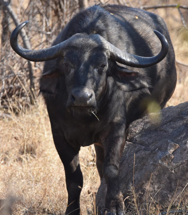 Cape Buffalo Cow